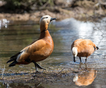 Ducks on a lake