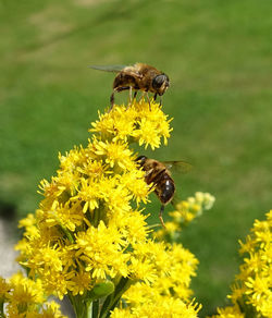 Close-up of bee on yellow flower