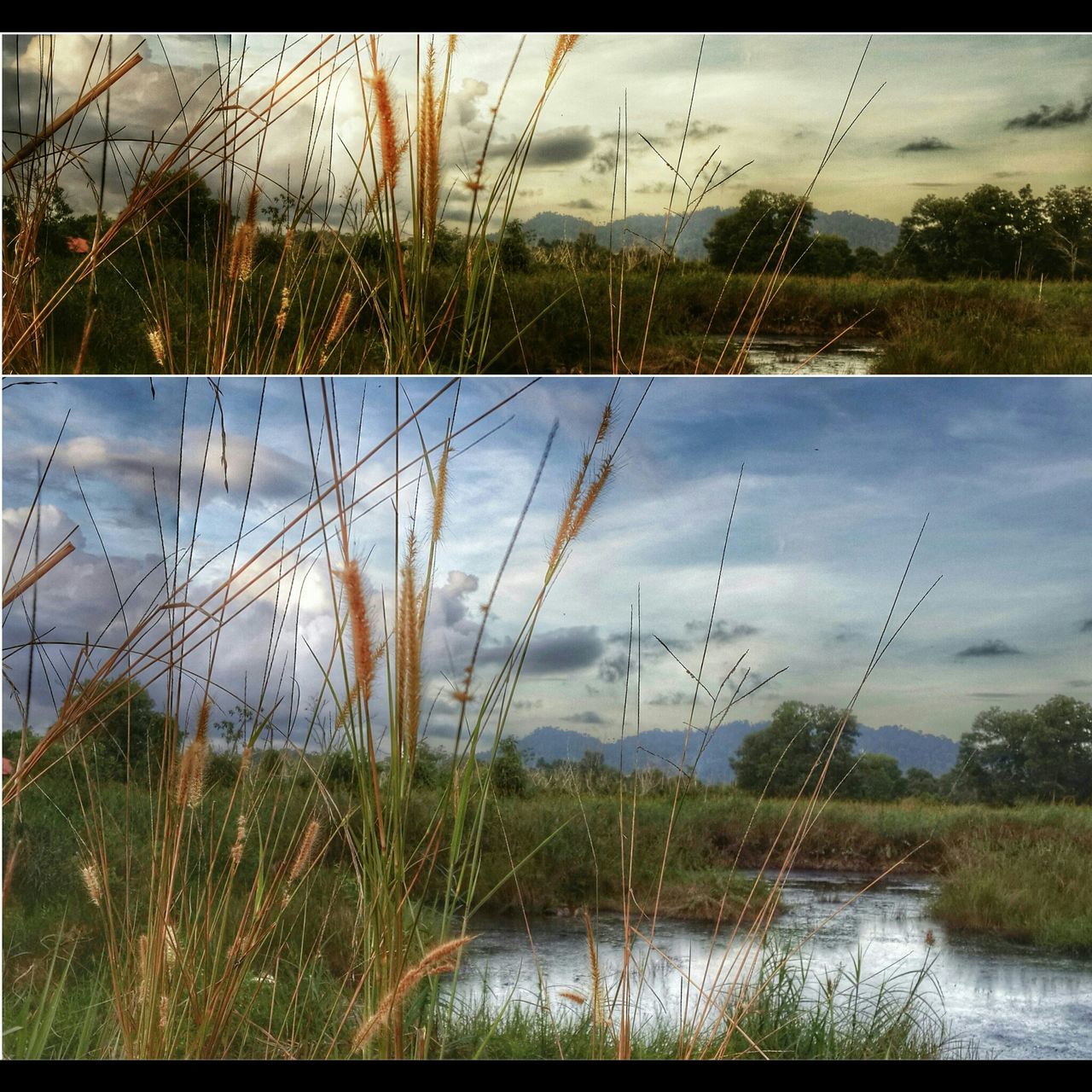 water, lake, grass, sky, tranquility, tranquil scene, reflection, cloud - sky, plant, nature, scenics, beauty in nature, cloud, growth, cloudy, landscape, river, field, non-urban scene, reed - grass family