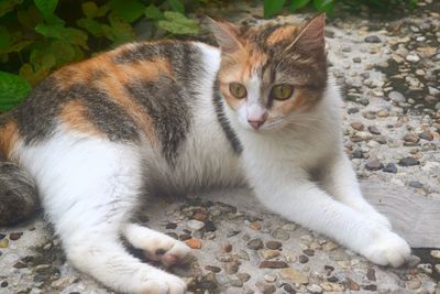 Portrait of cat relaxing outdoors