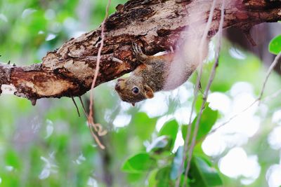 Close-up of squirrel on tree