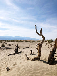 Dead trees on sand dunes in desert 
