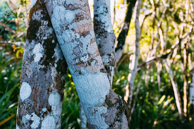 Close-up of bamboo on tree trunk