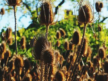 Close-up of thistle