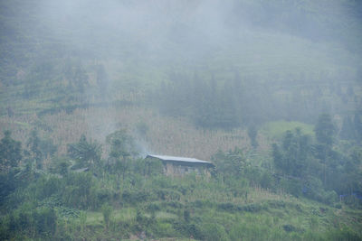 Scenic view of forest