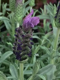 Close-up of purple flowering plant