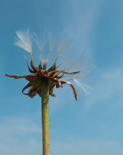 Low angle view of flowering plant against sky