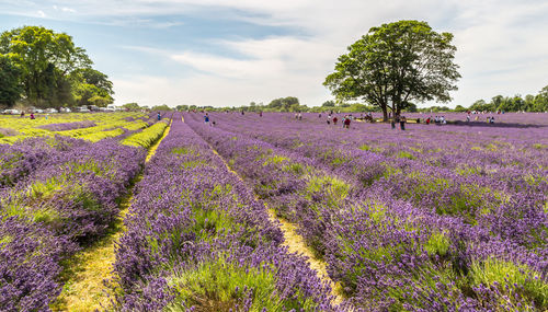 People at lavender field against sky