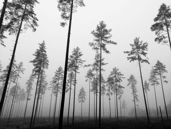 Pine trees in forest against sky during winter