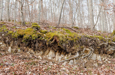 Trees in forest