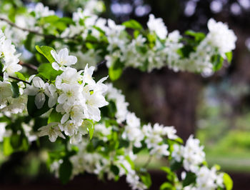 Close-up of white flowers blooming on tree