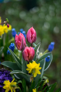 Close-up of purple flowering plants