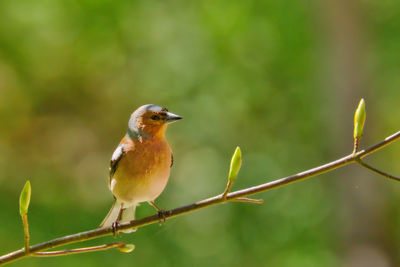 Close-up of bird perching on branch