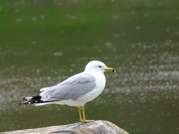 Seagull perching on a bird