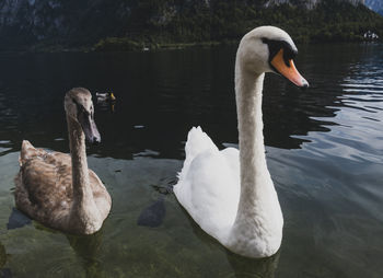 Swan swimming in lake