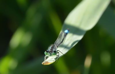 Close-up of damselfly on leaf