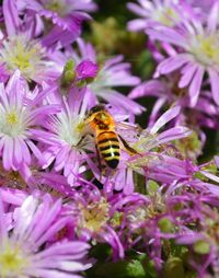 Close-up of honey bee pollinating on white flower