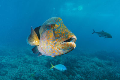 Cheilinus undulatus, maori wrasse humphead fish in australia