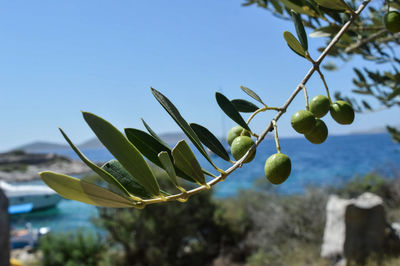 Close-up of fruit growing on tree against sky