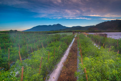 Scenic view of vineyard against sky