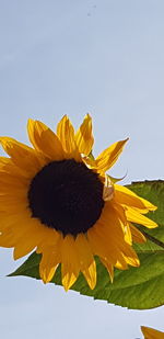 Close-up of sunflower against yellow flower against sky