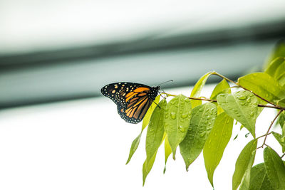 Butterfly on leaf