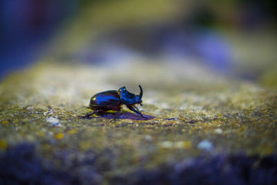 Close-up of insect on ground