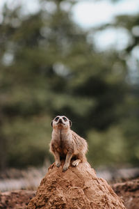 Meerkat on rock