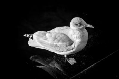 Close-up of swan perching on black background