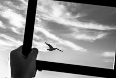 Low angle view of birds flying against sky