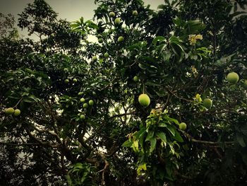 Low angle view of fruits growing on tree