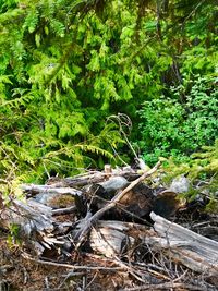 Fallen tree in forest