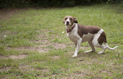 Dog looking away on field