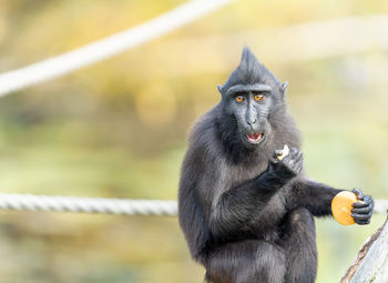 Celebes crested macaque in a zoo