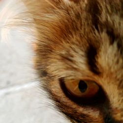 Close-up portrait of cat