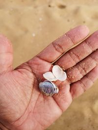 Close-up of hand holding shell on sand