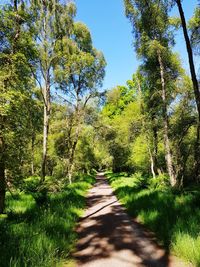 Road amidst trees in forest against sky