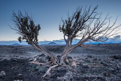 Bare tree on field against sky