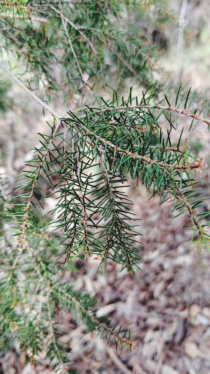 CLOSE-UP OF PINE TREE WITH BRANCH