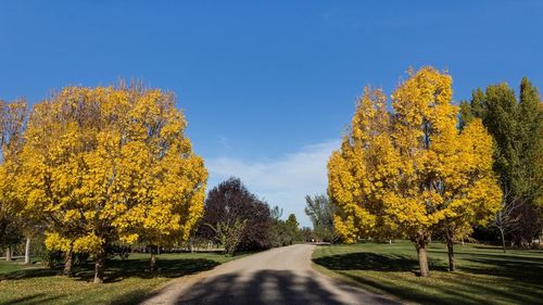 Yellow road amidst trees against clear sky during autumn