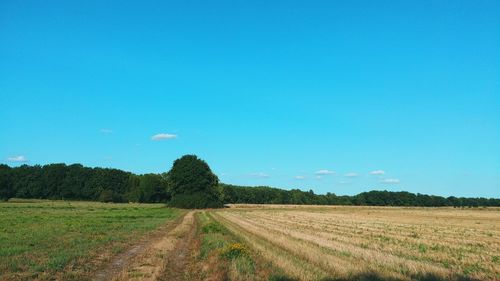 Scenic view of agricultural field against blue sky