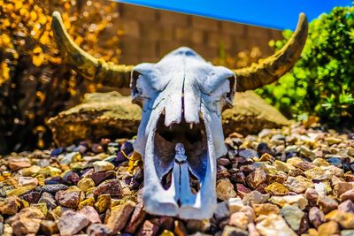 Close-up of animal skull