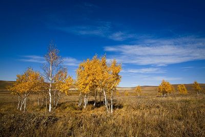 Autumn trees on field against sky