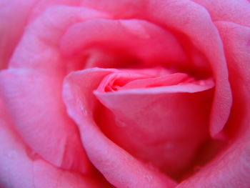 Full frame shot of pink rose