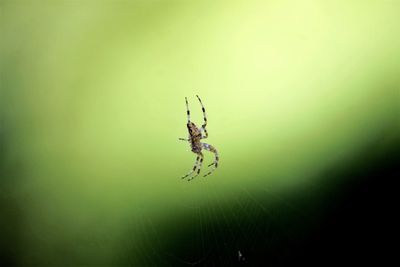 Garden spider in the web. 