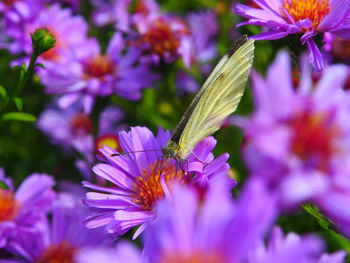 Close-up of white butterfly on purple flowers