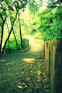 Footpath amidst trees in forest