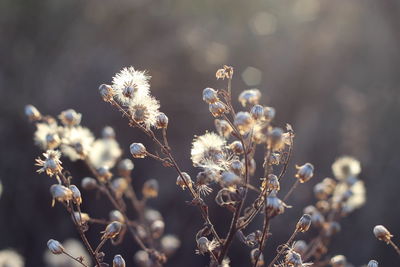 Close-up of flowers against blurred background