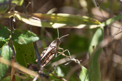 High angle view of cricket insect on plant