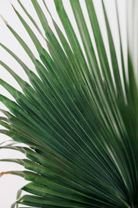 Close-up of palm tree leaves